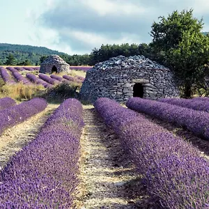 Hébergement de vacances Le Cabanon Des Lavandes Entre Mont Ventoux Et Luberon, Sault